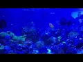 Waynes 500 gal reef tank  feeding his top secret gs classified homemade fish food