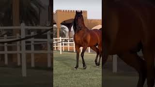 ماا ارووع جماال الخييل !!🌹🤍 #horse #horselover #الحصان #حصري #animal #خيل #خيالة #فلسطين #عرب