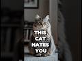 This Cat Hates You