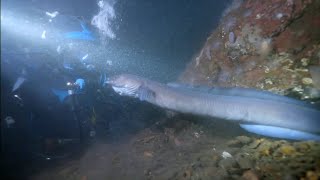 CONGER EEL Monster of the Deep in UK Waters