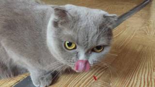 Кошка съела плёнку от телефона. ;( Кошка съела плёнку от телефона. ;(