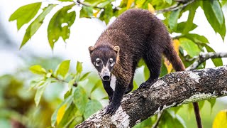 Coati South American Ring Tailed Bandits!