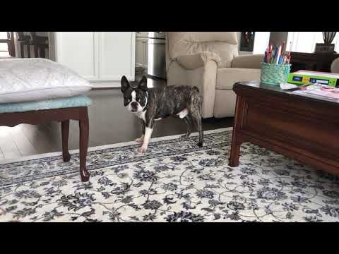 Video: Boston Terrier: Rasbeskrivning, ägarrecensioner