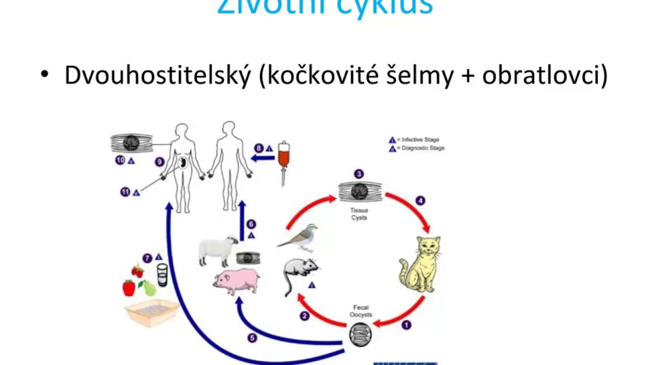 obleky připojte scénu