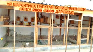 УЙ ШАРОИТИДА ПАПУГАЙ БОКИШ БИЗНЕСИ  ОЙИГА 200$ -300$ ДАРОМАД