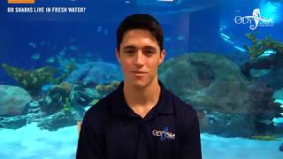 Do Sharks Live in Fresh Water?