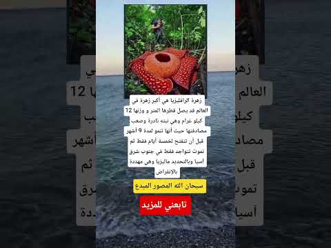 زهرة الرافليزيا هي أكبر زهرة في العالم قد يصل قطرها المتر و وزنها 12 كيلو غرام وهي نبته نادرة وصعب