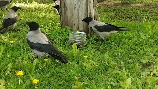 Bowl of treats for the crows. Scary and tasty / Миска с лакомством для ворон. Страшно и вкусно