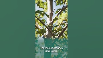 Arbor Valley Nursery | Autumn Blaze Maple Tree