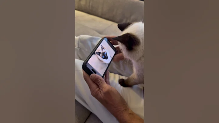 Video 11744081: siamesecats kitten, siamesecats animals, cat cute animals