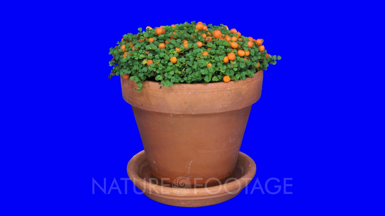 chia seeds plant pictures Chia Seeds  Grow Mexican Chia  SurvivalGardenSeeds