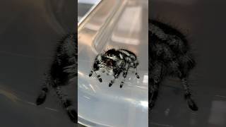 Cute Jumping Spider