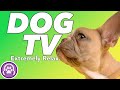 DOG TV: 지루한 개와 강아지를 위한 흥미진진한 모험 비디오!