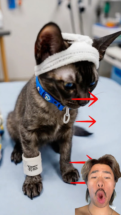 @MODALKONTENDOANGG #youtubeshorts #cat #viral #cute #funny #kucing