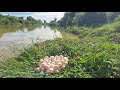 OMG unique -A farmer picked a lot of duck eggs near a pond along the road.