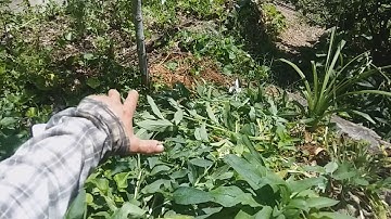 Chop and drop comfrey
