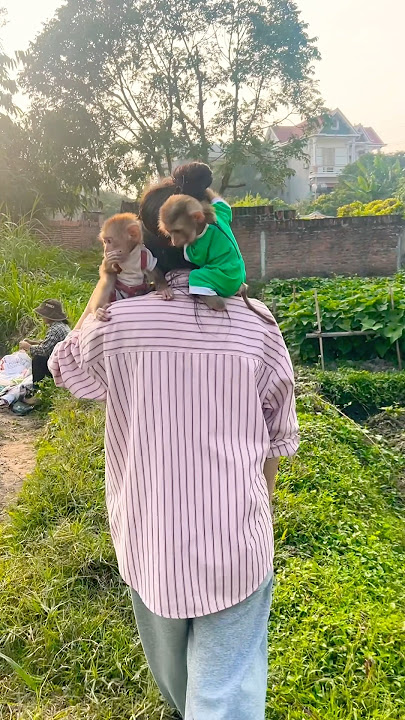 Download lagu The outing ended. Mom and the two little monkeys went home.#monkey