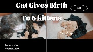 Cat Giving Birth : Cat Gives Birth To 6 kitten : My Cat Delivery Vlog : Newborn kittens : by persian cat Gujranwala 393 views 3 months ago 9 minutes, 11 seconds
