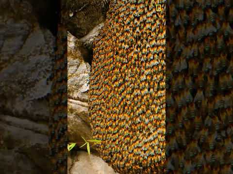 Incredible swarm behavior #honeybees #nepal #shorts