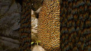 Incredible swarm behavior #honeybees #nepal #shorts