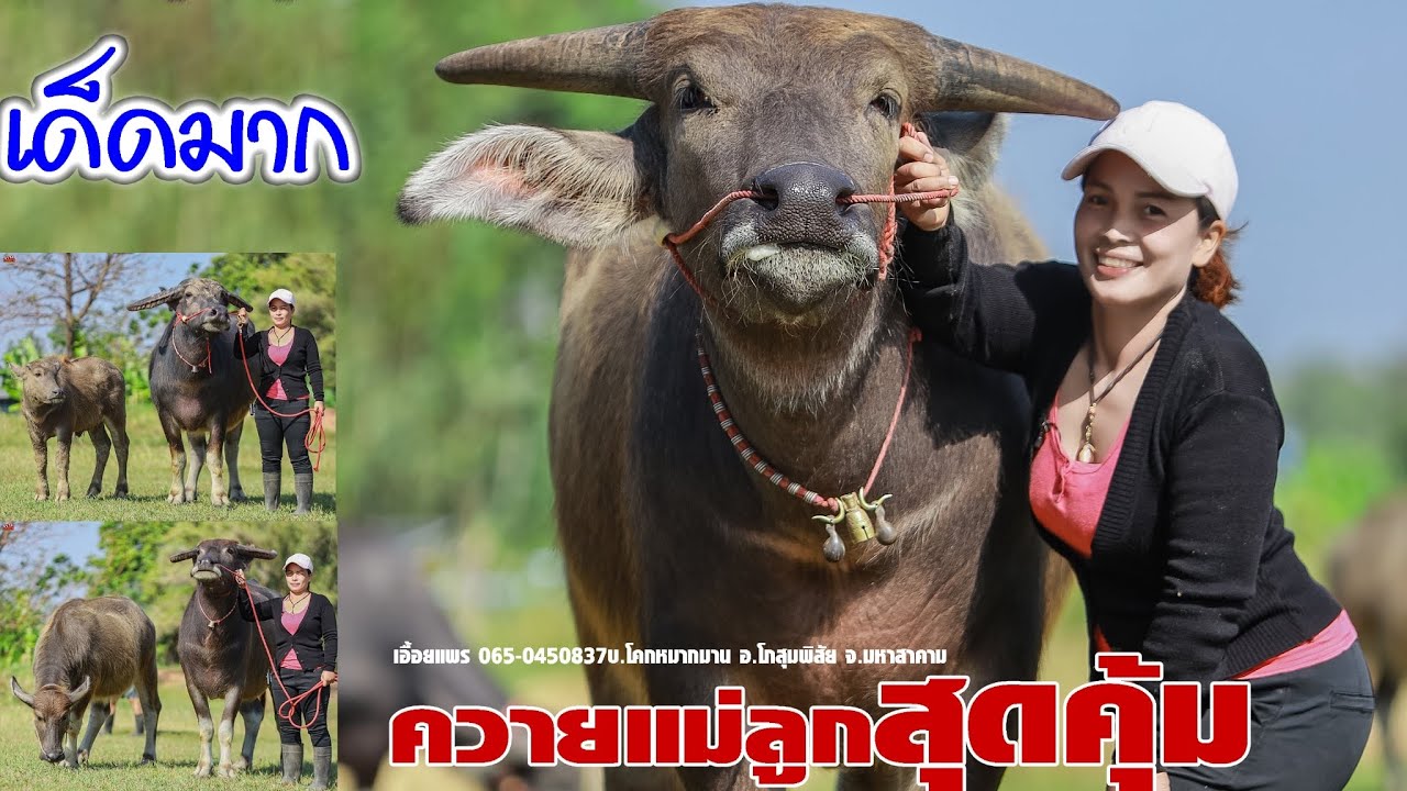 💥เด็ดมาก ควายแม่ลูกสาว2โคม เอื้อยแพร 065-0450837บ.โคกหมากมาน อ.โกสุมพิสัย จ.มหาสาคาม