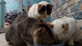 As you can see, the cats react when they realize there is food there by Cats Feed Journey 267 views 3 weeks ago 3 minutes, 4 seconds