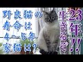 【Jean 0029】ジャンくんの飼い方初級編　元野良猫の保護里親記録 Yuan stray cat Jean