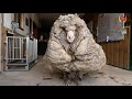 Baarack, la oveja rescatada en Australia tras cinco años perdida con más 35 kilos de lana