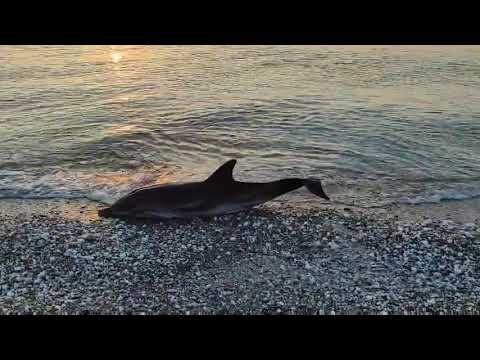 Νεκρό δελφίνι ξεβράστηκε στη Βελίκα