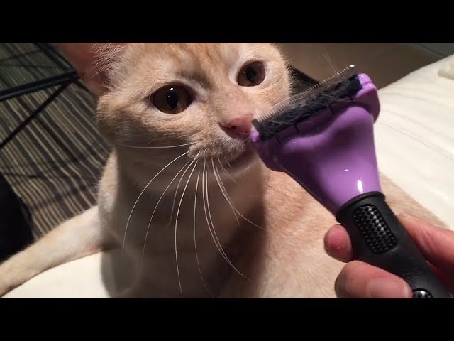 猫の毛玉がごっそり取れる？噂のファーミネーターを使ってみました。