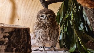 How little owl Yuinya pushed the little otus scops out of the coophouse.