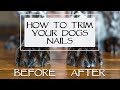 How To Trim Your Dogs Nails - Master Class