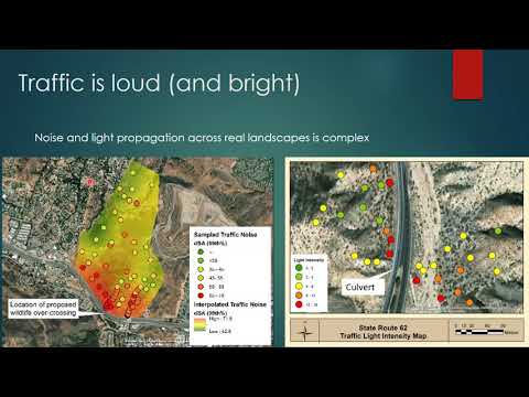 Wildlife Behavior in Response to Traffic Disturbance