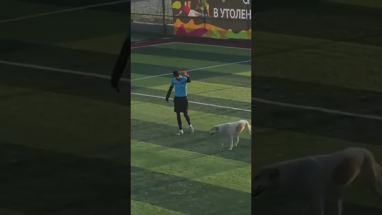 Бездомный пес прервал футбольный матч любительской лиги Дагестана 🐶😍 