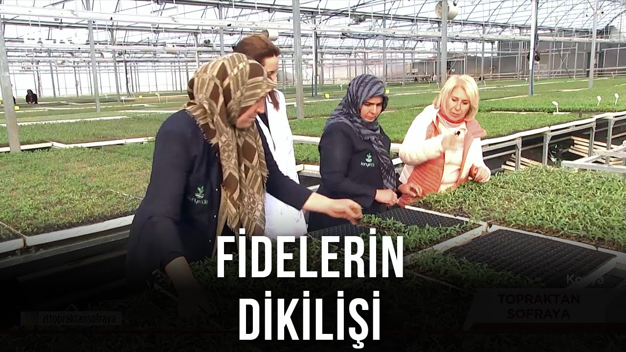 Salatalık Fidesi Üretim Aşamaları😌 - Topraktan Sofraya