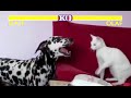 Street fighter cat vs dog