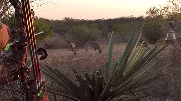 HECS in action: Texas Whitetail