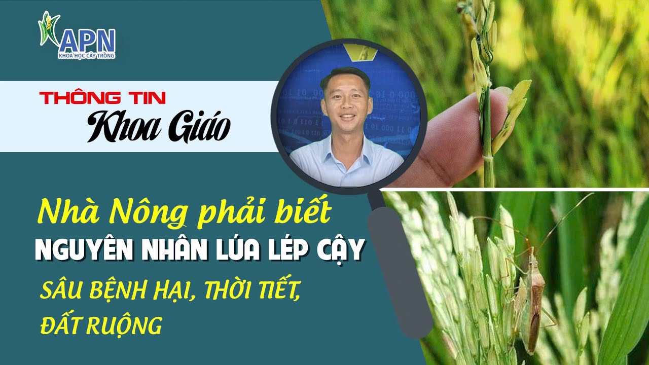 APN - NHÀ NÔNG PHẢI BIẾT NGUYÊN NHÂN LÚA LÉP CẬY