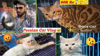 Cheapest Persian Cat Market in Mumbai | Aggressive Tiger Cat 😡 | Crawford Market Vlog