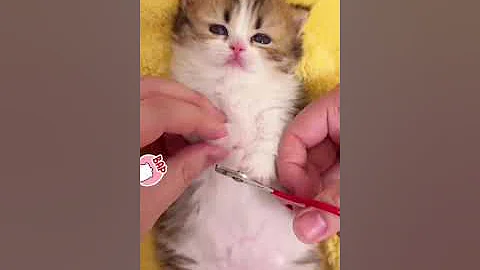 Video 11334361: angora manx cat munchkin, munchkin kitten meowing cat, kitten maine coon meow, bombay cat kitten