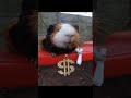 hamster swag #cute #hamaster #swag #memes