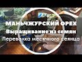 Маньчжурский орех | Выращивание | Перевалка месячного сеянца