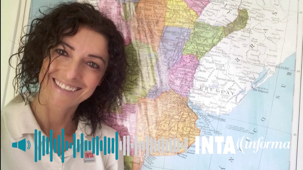 Cómo detener el avance del Entorchamiento del arroz intangible