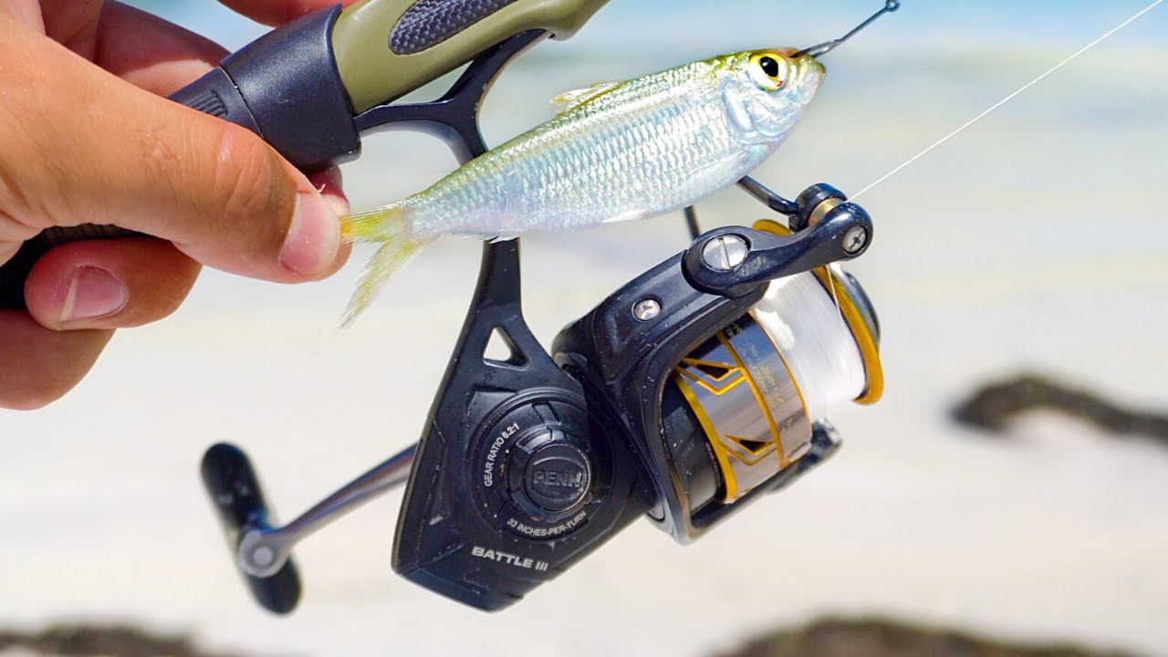 Using LIVE Bait Off Florida Beach for Whatever Bites 