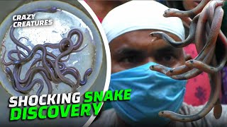 They Found Venomous Cobras Buried Under Their House by Crazy Creatures 2,577 views 1 year ago 3 minutes, 10 seconds