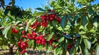 cherry farming, cherry farming in India, cerry ka paudha kaise ugaen, Cherry ki kheti kaise karen screenshot 4