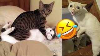 Funny Cat and Dogs🐱🐶- Cutest Cats and Dogs Video - Funny Animals 2024-New Funny Videos 2024😍 by Pets diary Diario de mascotas 81 views 1 month ago 8 minutes, 27 seconds