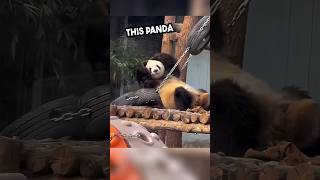 This Panda Knew He’s The Next Kung Fu Panda 😮 #Shorts