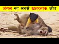 जंगल का सबसे खतरनाक जीव । MOST DANGEROUS ANIMAL IN JUNGLE