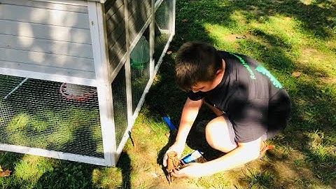 How to protect chickens and live stock from predators by setting traps.